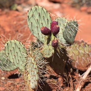 Meet your Posher, Bronwyn